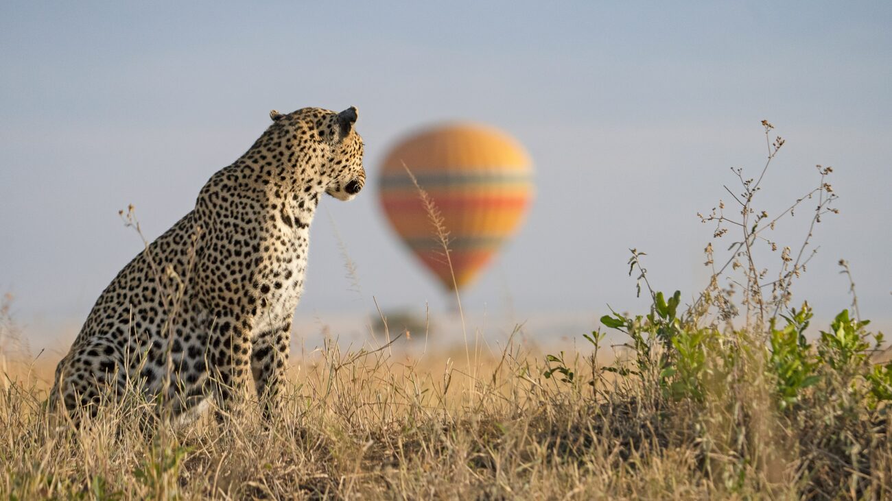 leopard-looking-at-hot-air-balloon