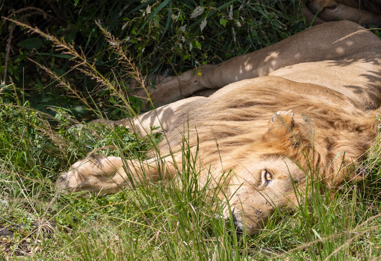 lion-looks-at-camera