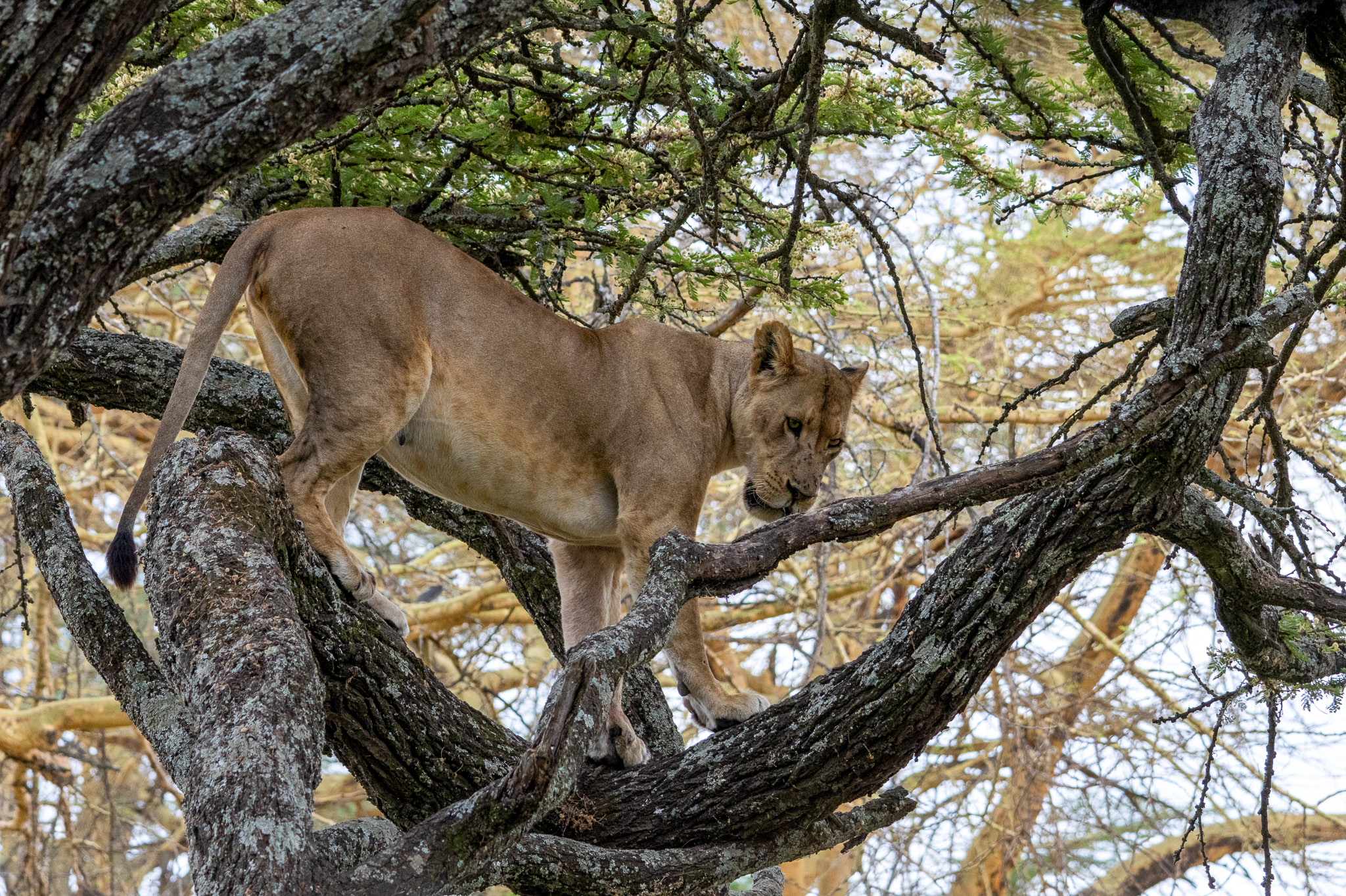 lion-standing-on-branch