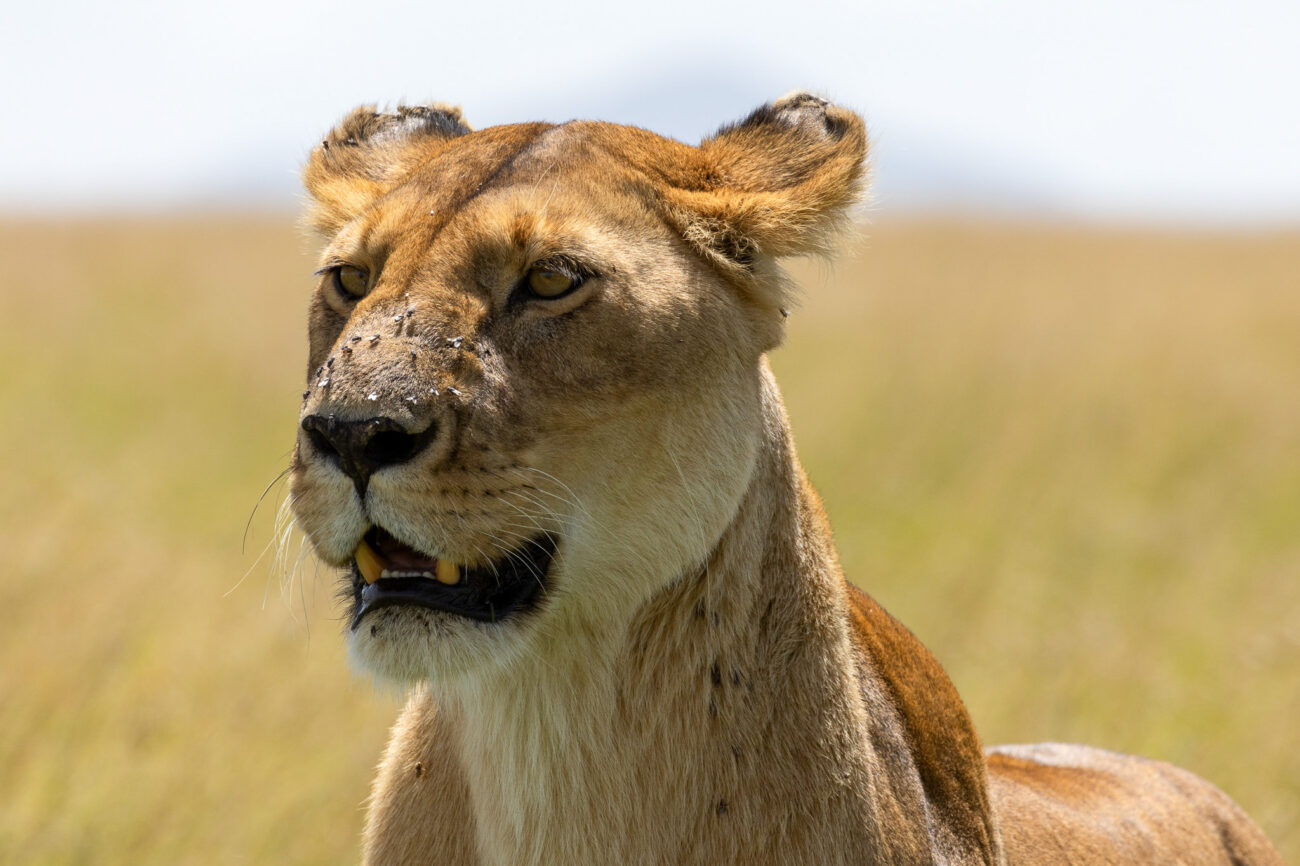 lioness-close-up-of-face