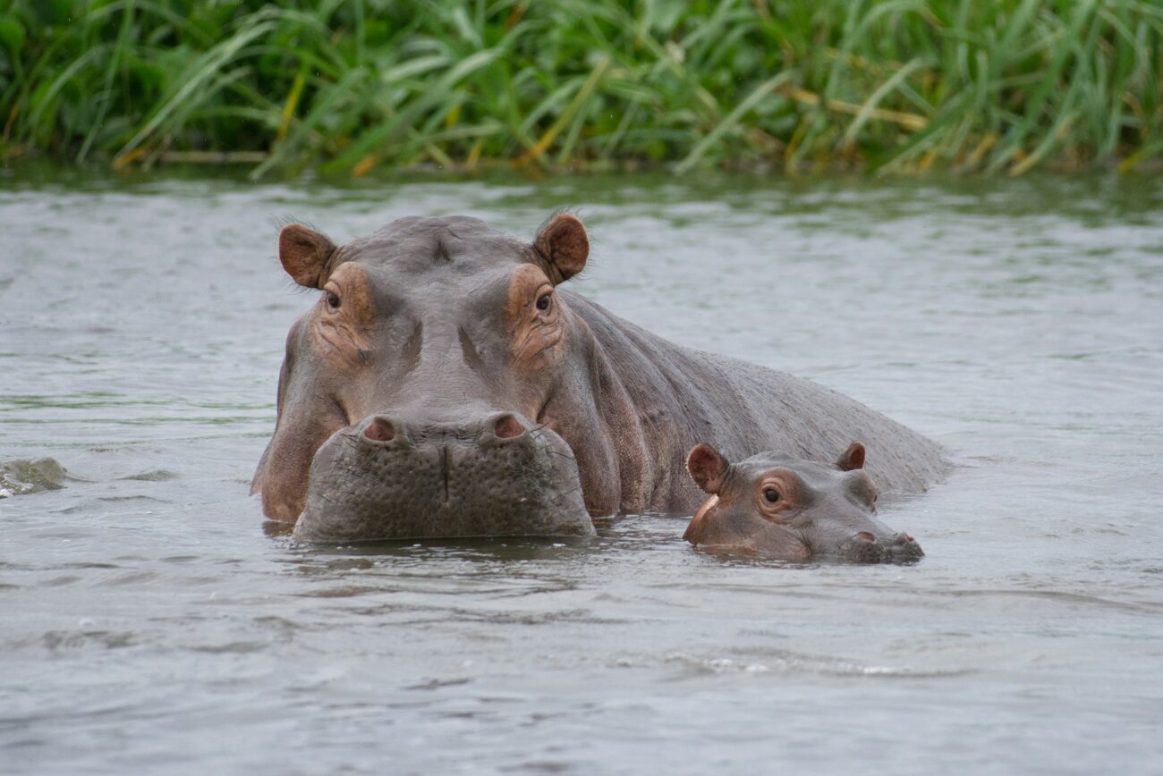 mother-and-baby-hippo-in-water