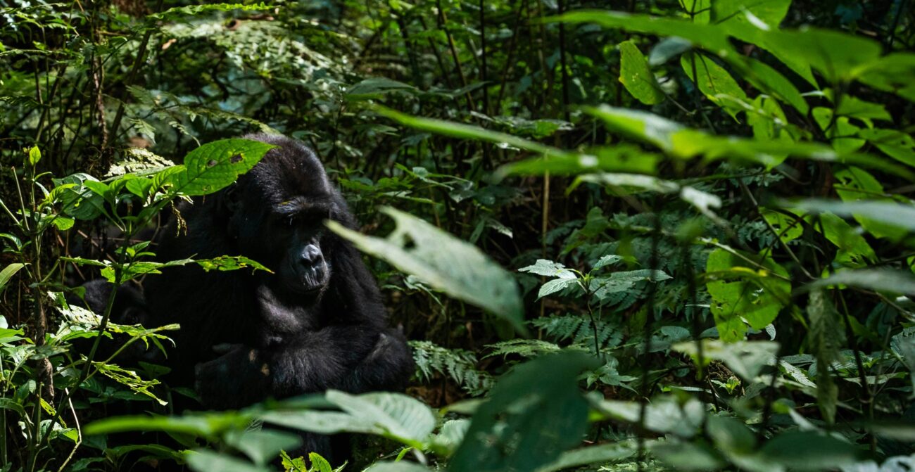 single-gorilla-uganda-forest