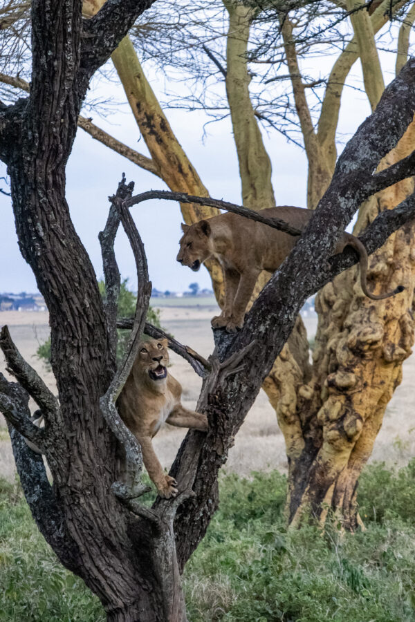 two-lions-climbing-tree