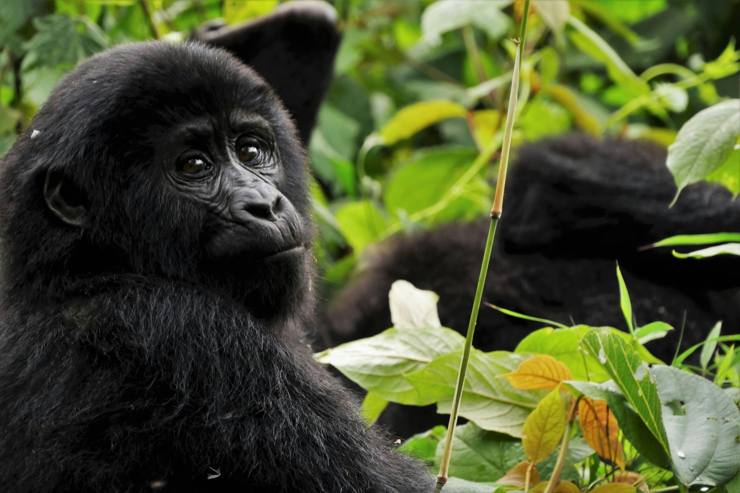 young-gorilla-stares-at-camera