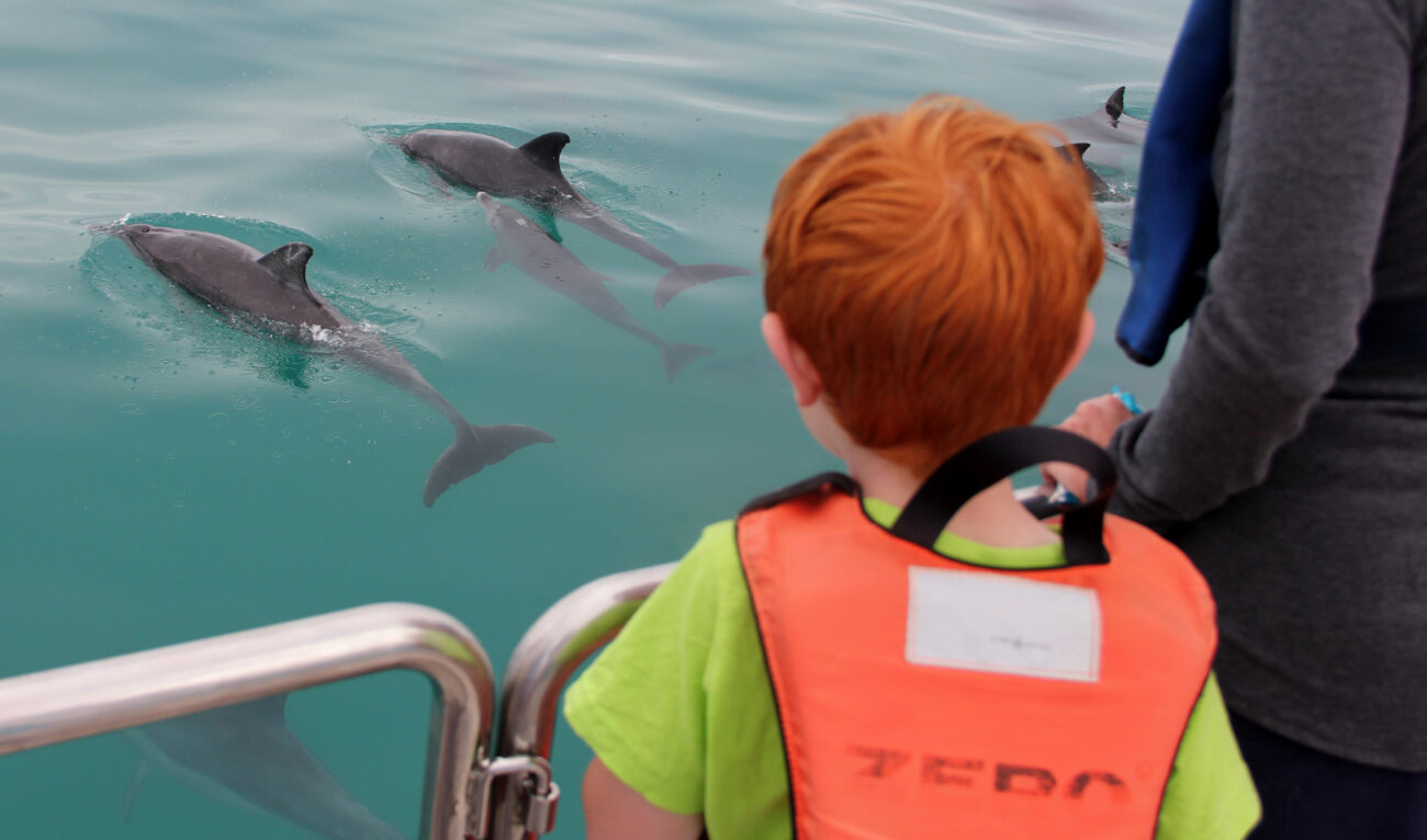 boy-watches-dolphins-marine-dynamics