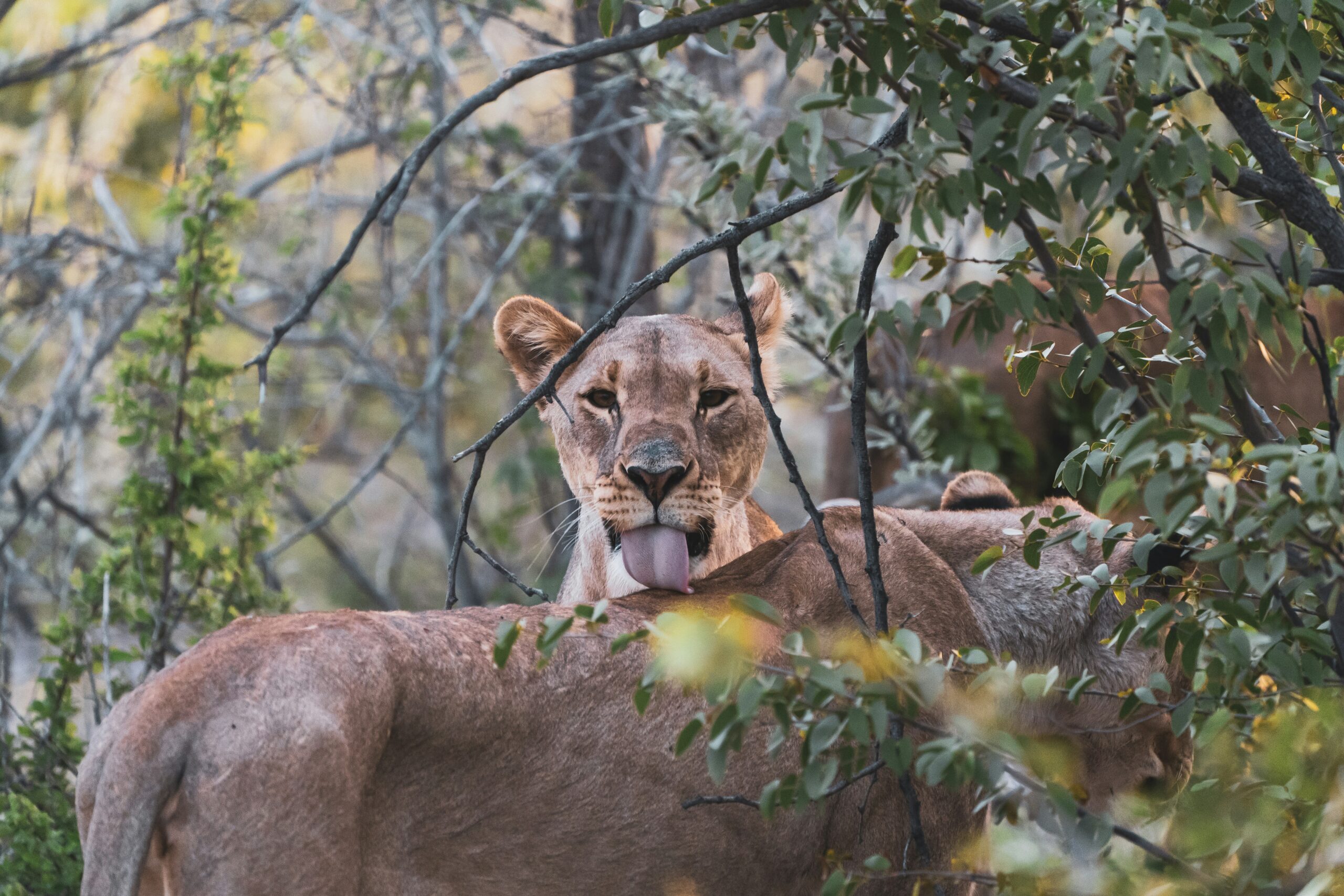 cheeky-lion-shows-tongue