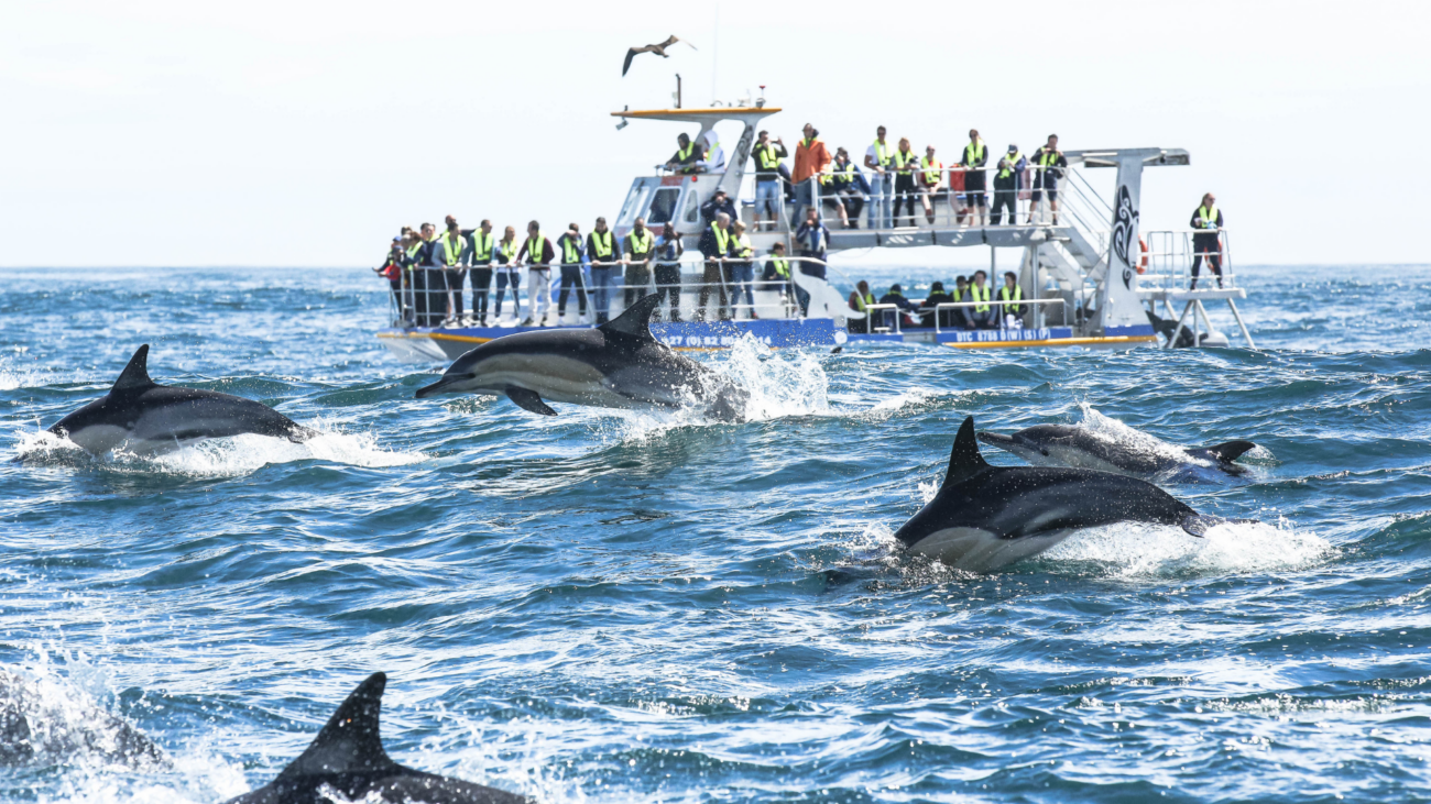 dolphins-with-boat-tour-marine-dynamics