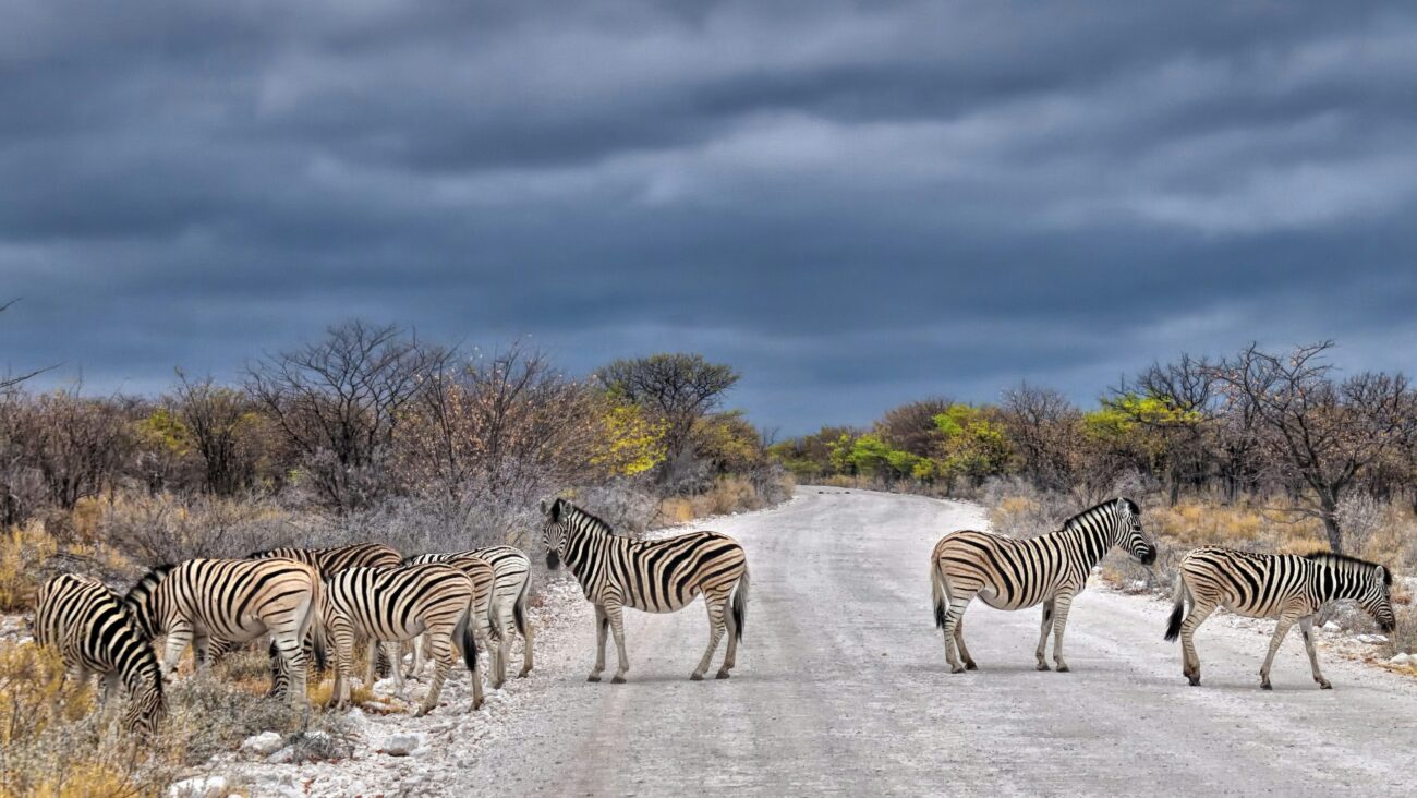 group-zebras-cross-road-etosha