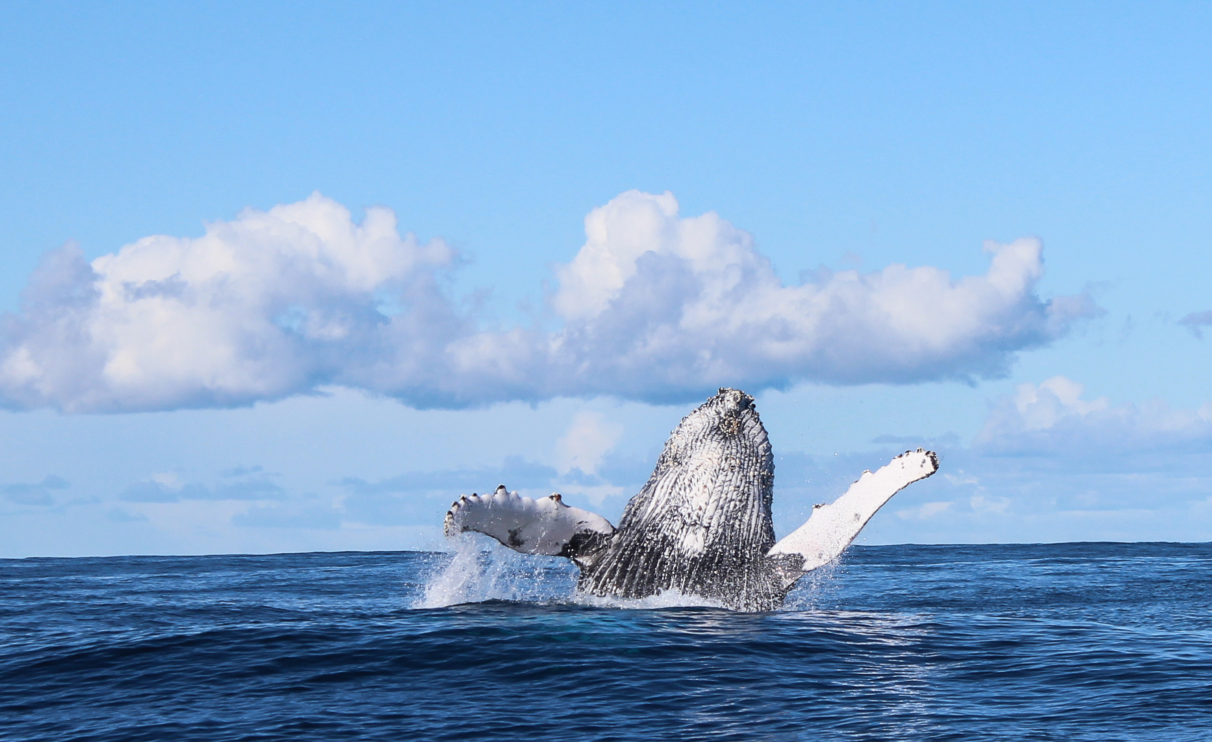 humpback-whale breaching-marine-dynamics