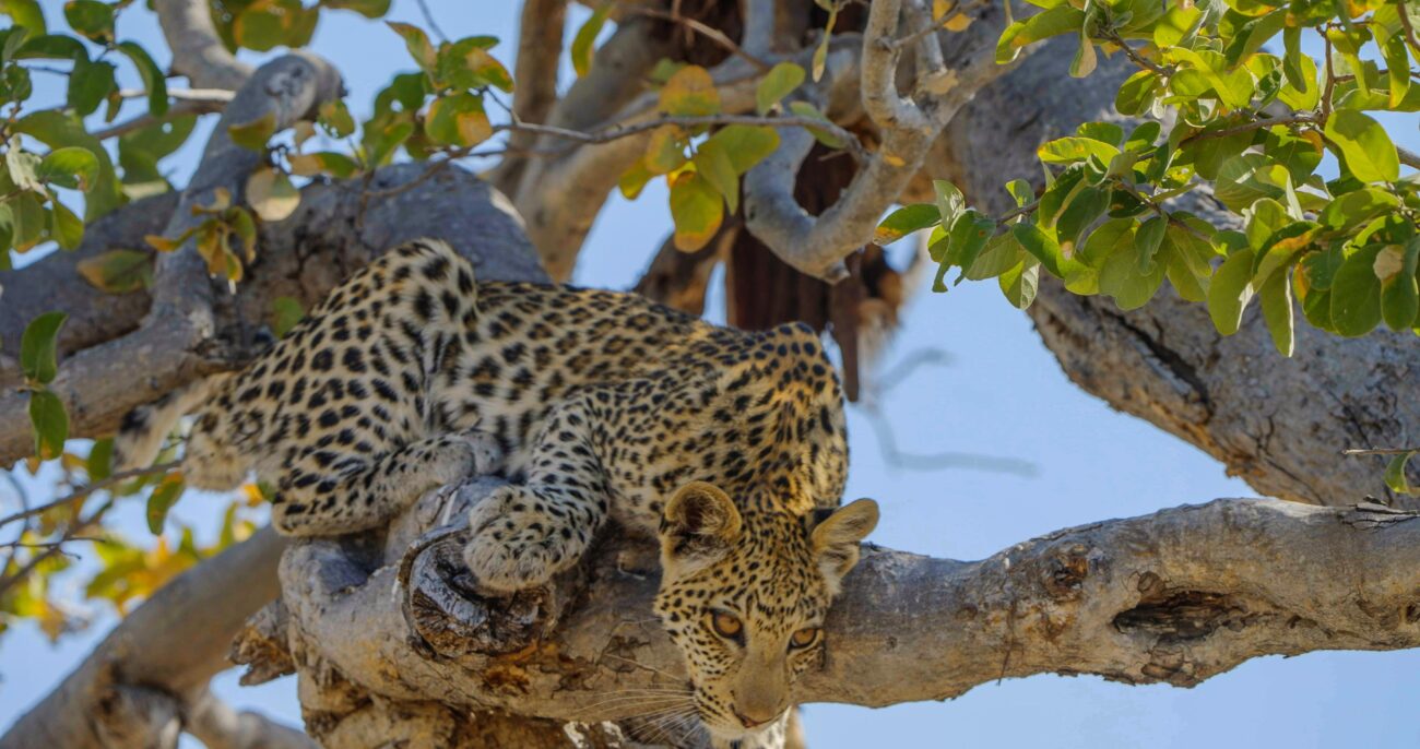 Single leopard lies in a tree