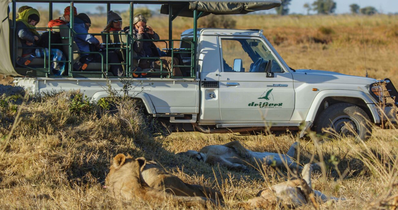 Group of people view lions from safari vehicle in Botswana