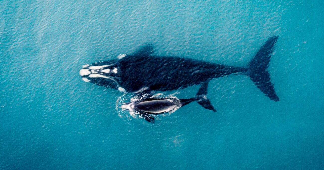 mom-and-baby-whale-marine-dynamics