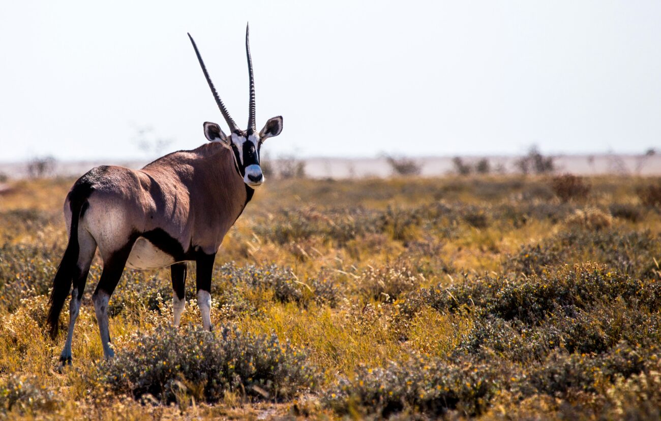 oryx-gemsbok-namibia