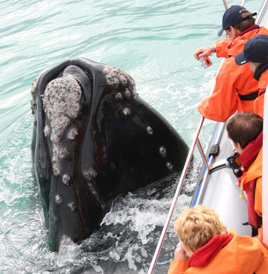 people-photograph-whale-marinedynamics