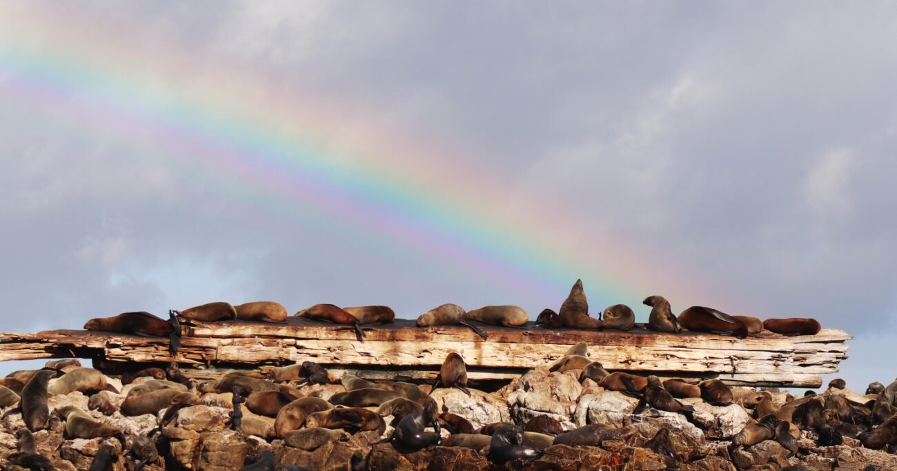 rainbow-over-seals-marine-dynamics