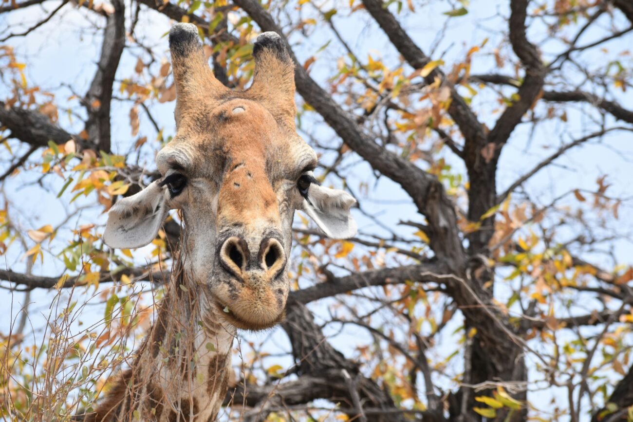 single-giraffe-peaks-at-camera