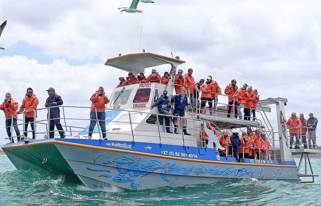 whale-watching-boat-tour-marine-dynamics