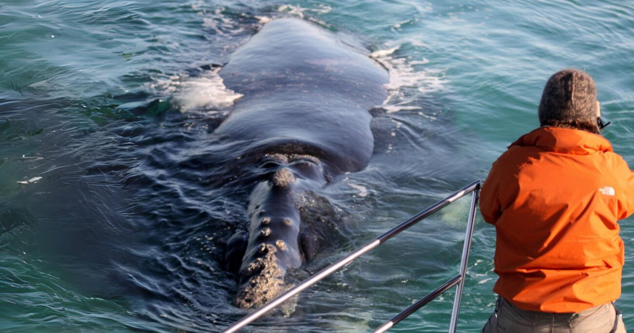 whale-watching-marine-dynamics