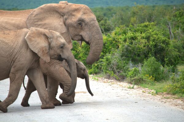 family-of-elephants