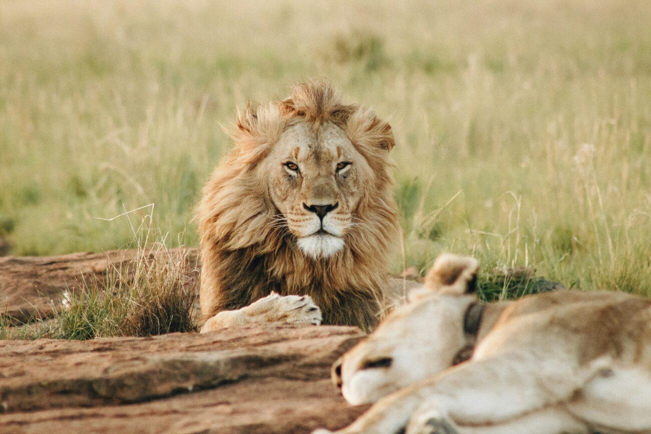 male-lion-with-lioness