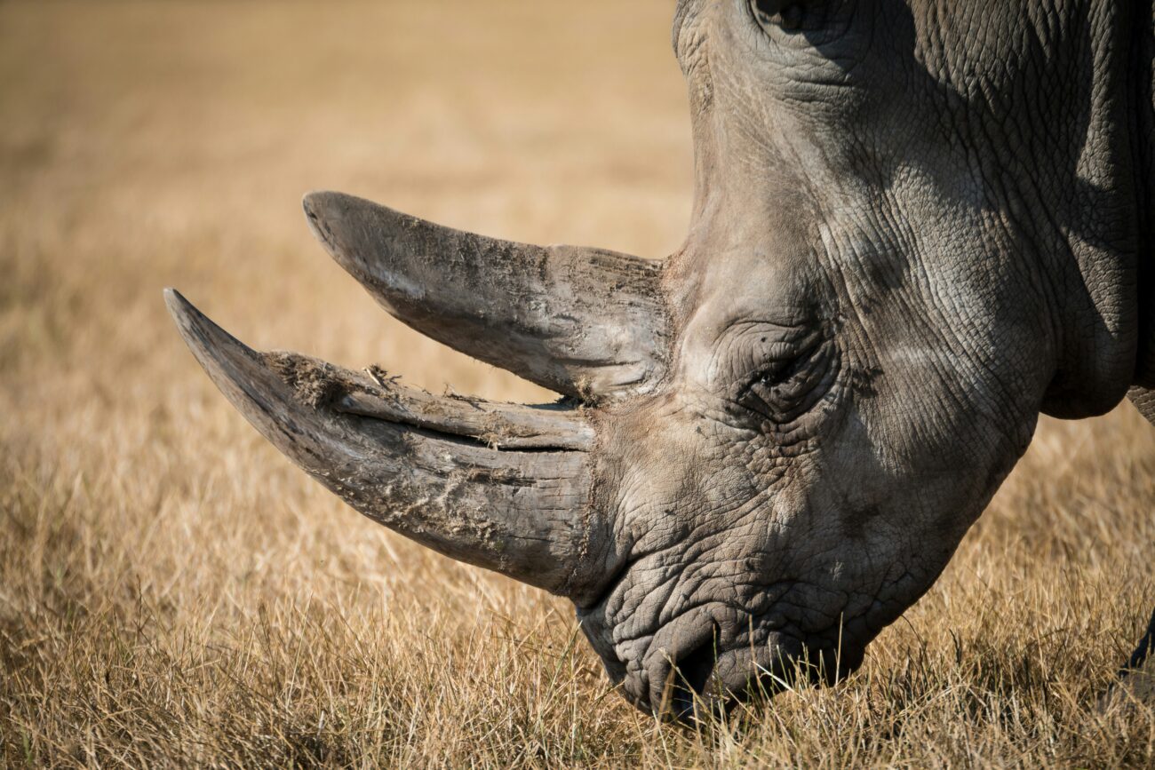 single-rhino-with-horns-