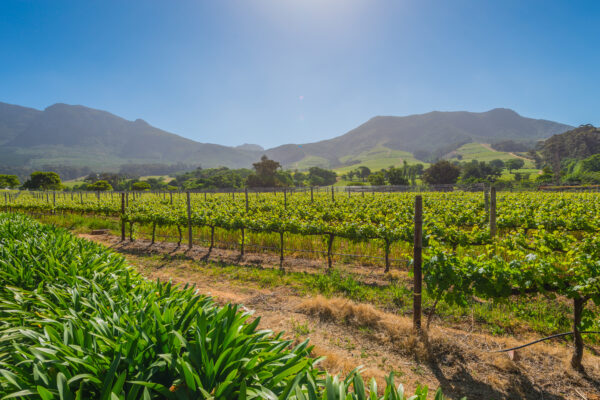 vineyard-cape-winelands