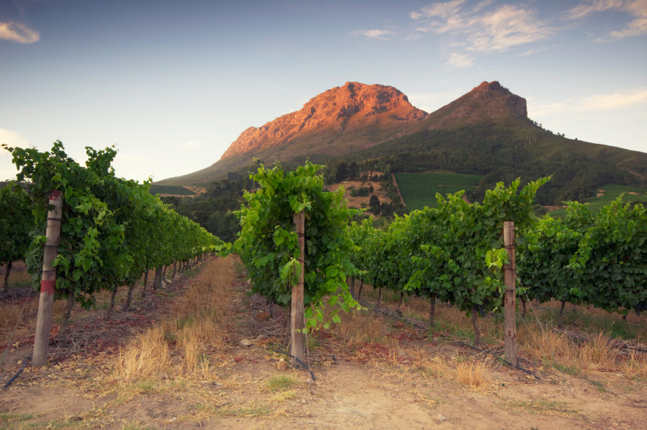 vineyard-sunset