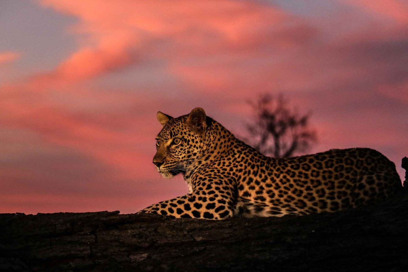 sun-destinations-leopard-sunset