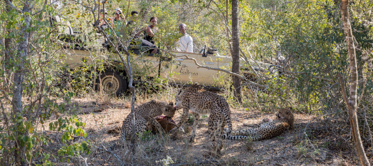 arathusa-game-drive-cheetahs