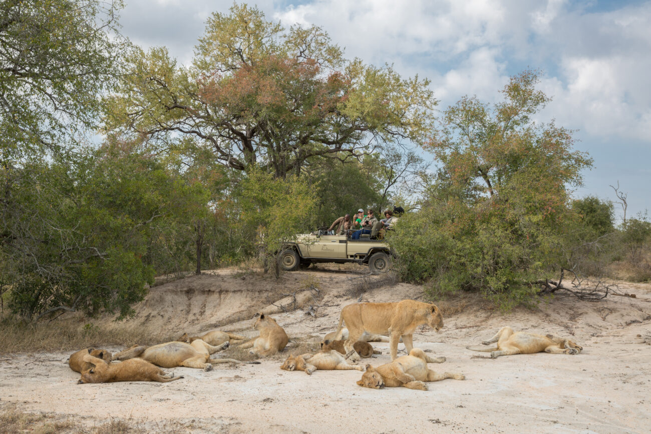 arathusa-game-drive-lions