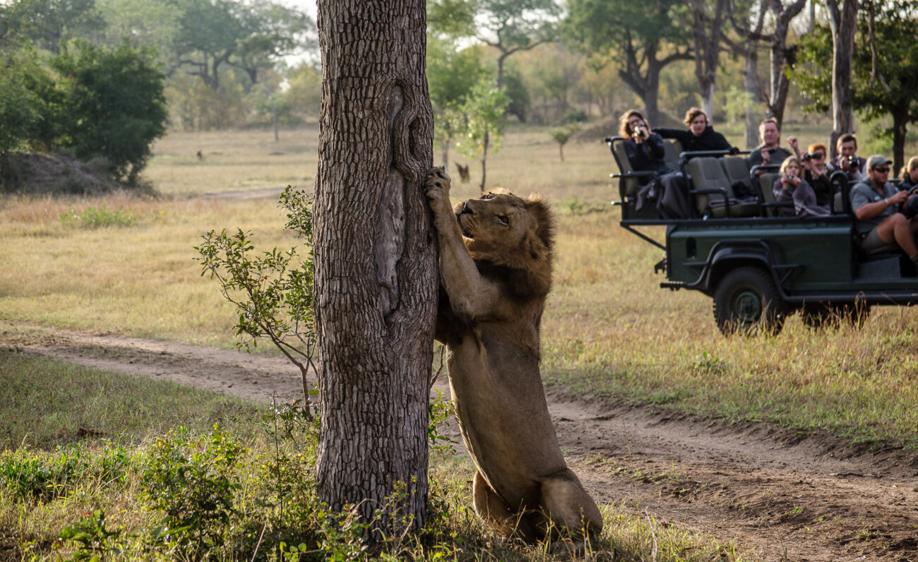 Lion Clawing Tree