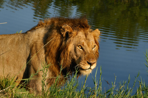 idube-male-lion