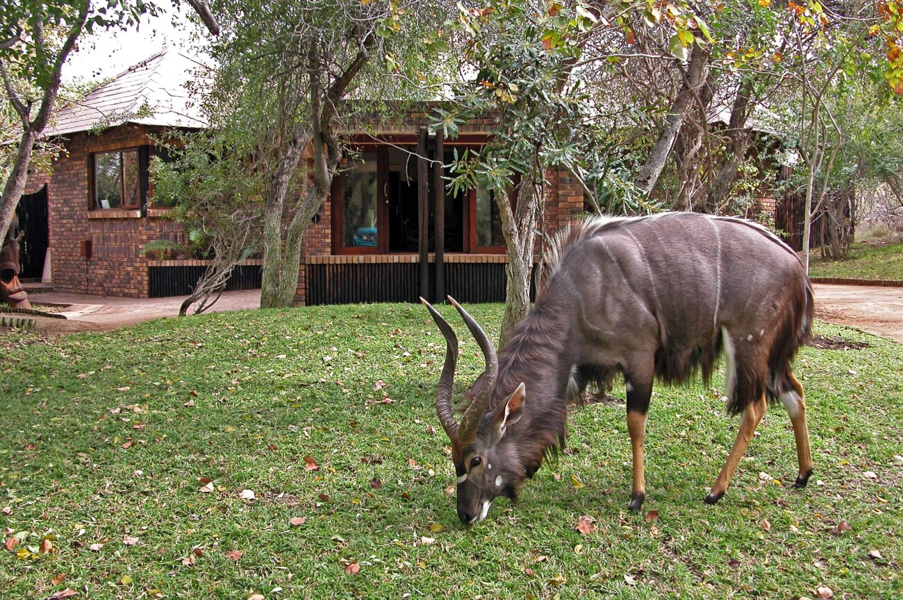 idube-reception-nyala