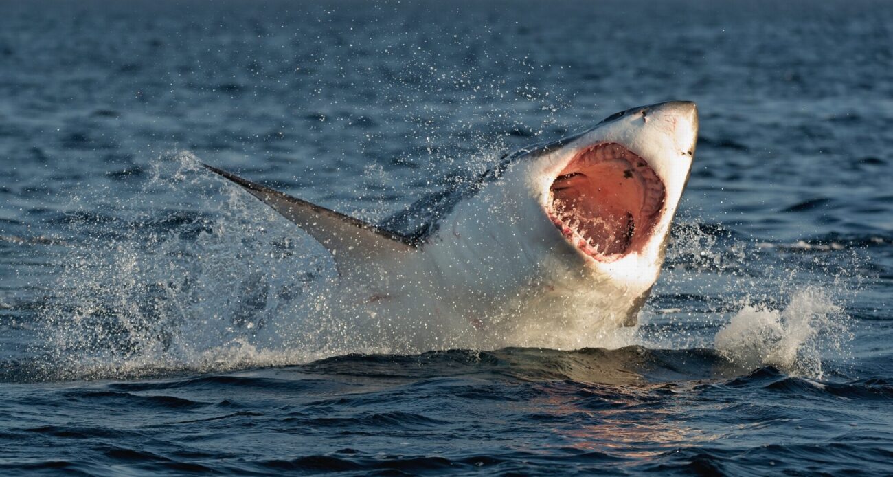 great-white-shark