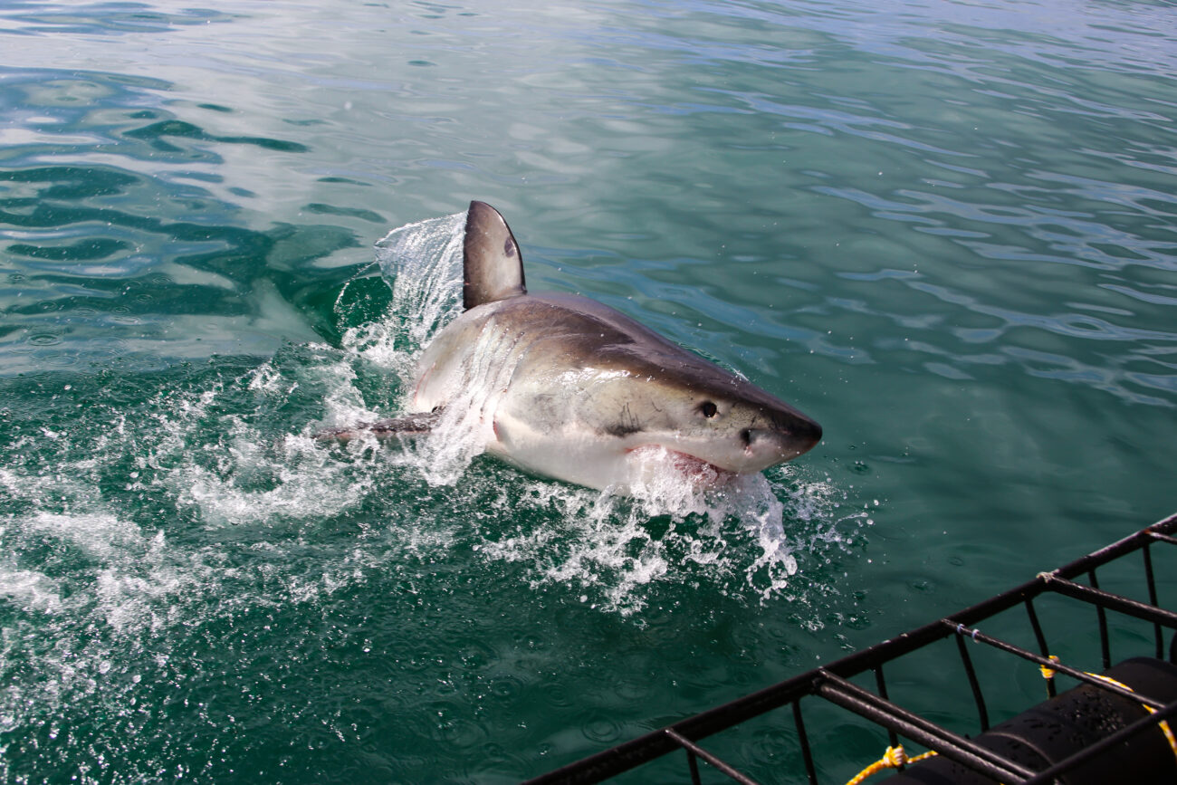 shark-cage-diving-cape-town