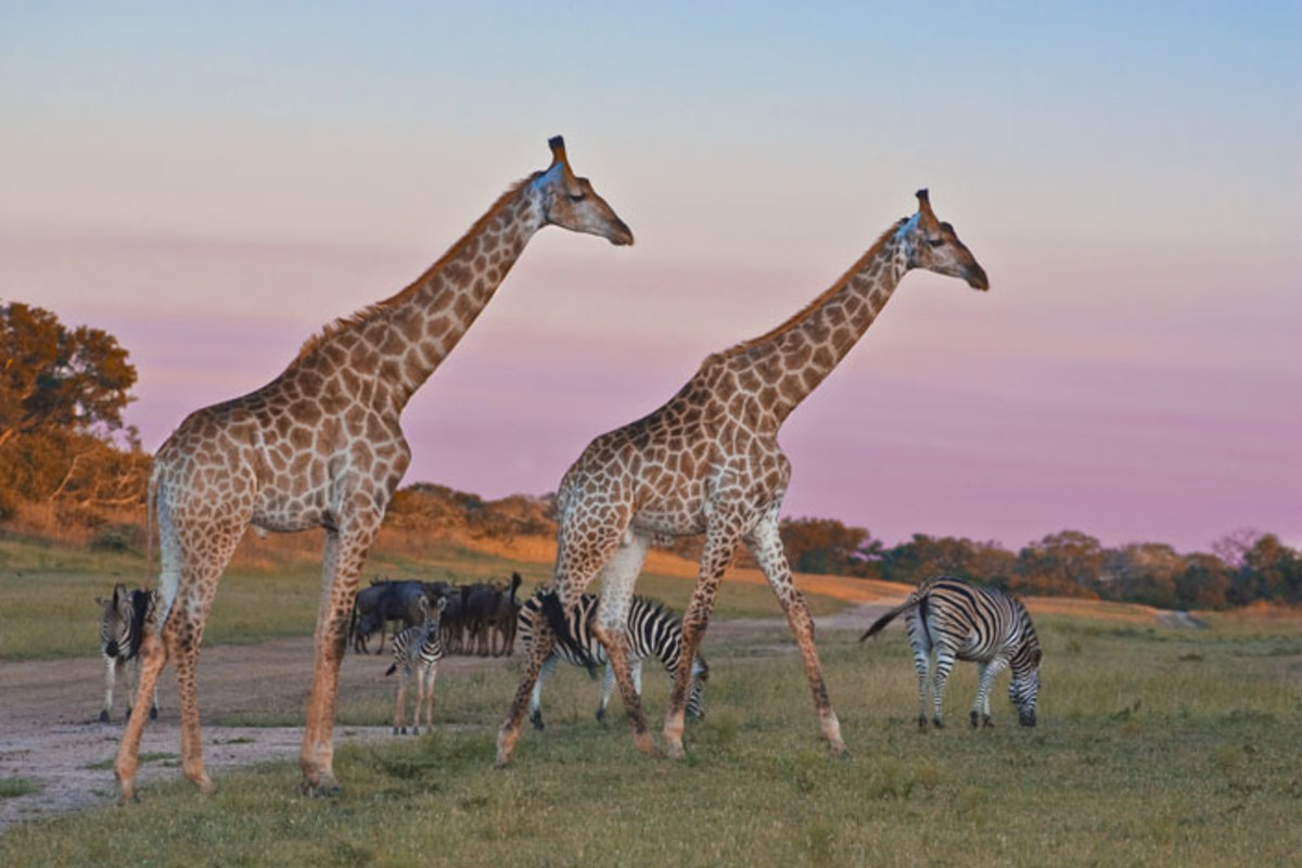 arathusa-giraffe-and-zebra-grazing