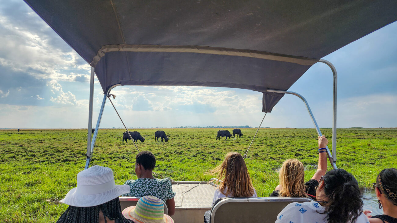 People watching buffalo graze from boat on the Chobe River