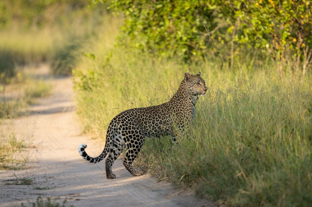 leopard-in-bushveld-umkumbe