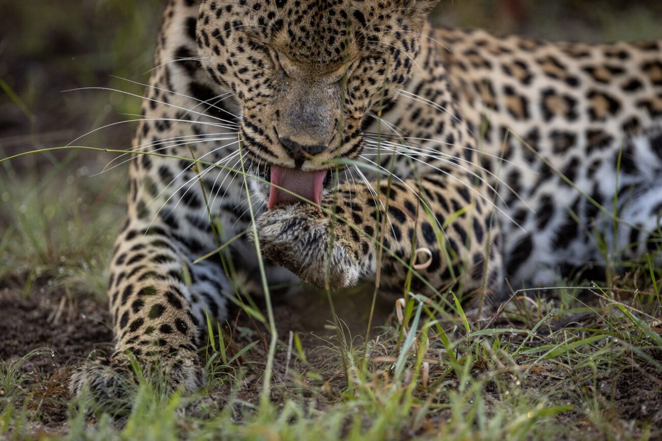 leopard-licking-paw-umkumbe