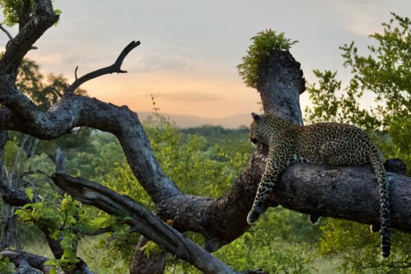 leopard-lying-on-tree-looking-out