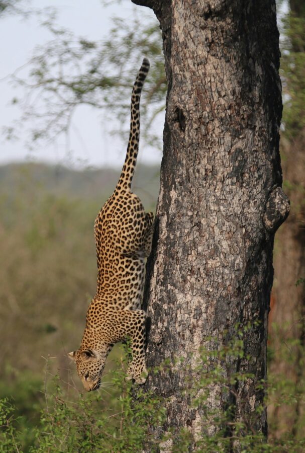 leopard-runs-down-tree