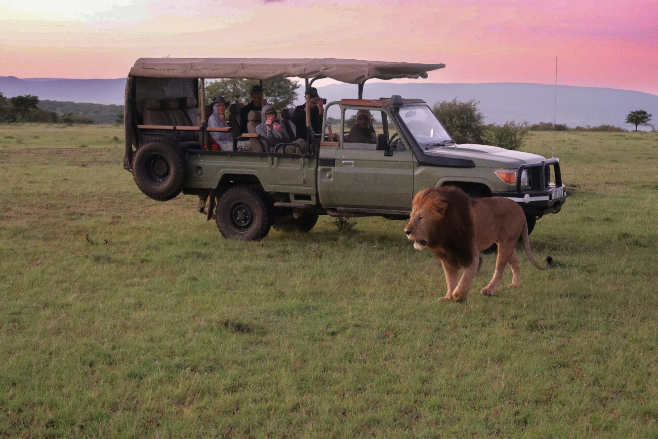 male-lion-walks-past-safari-vehicle