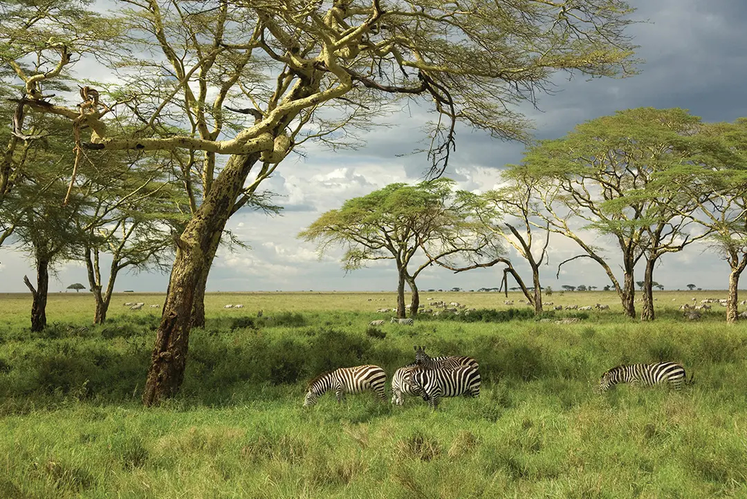 Zebras graze under green Acacia trees with stormy clouds in background.