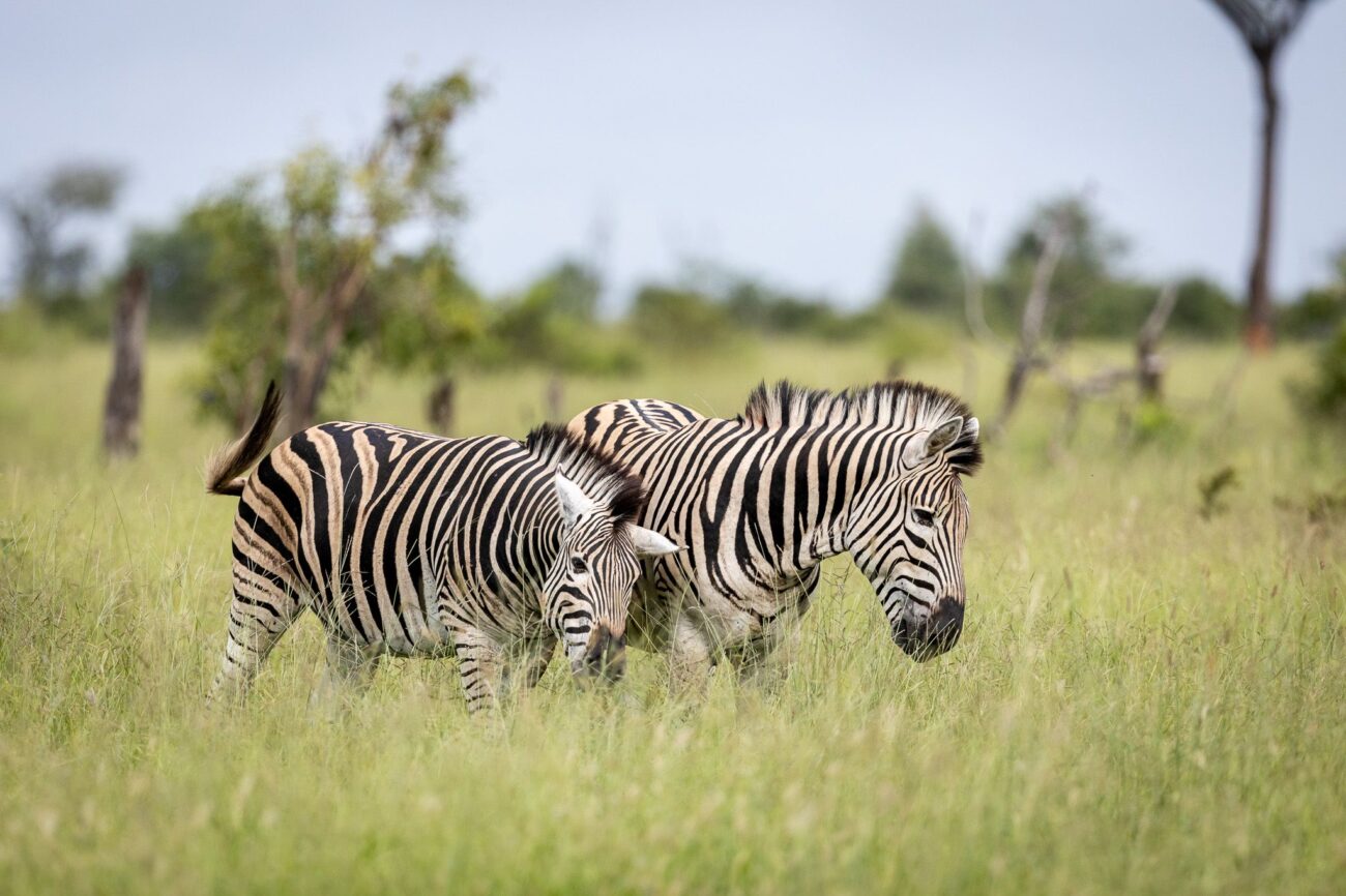 two-zebra-kruger-umkumbe