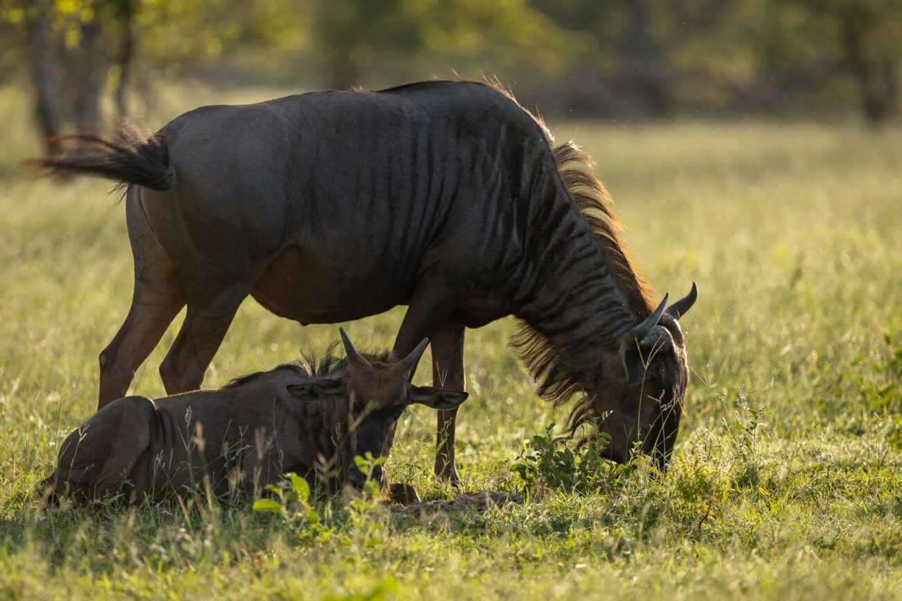 wildebeest-grazing-umkumbe