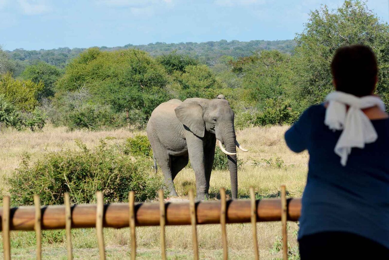 Woman watches elephant from camp in Kruger.