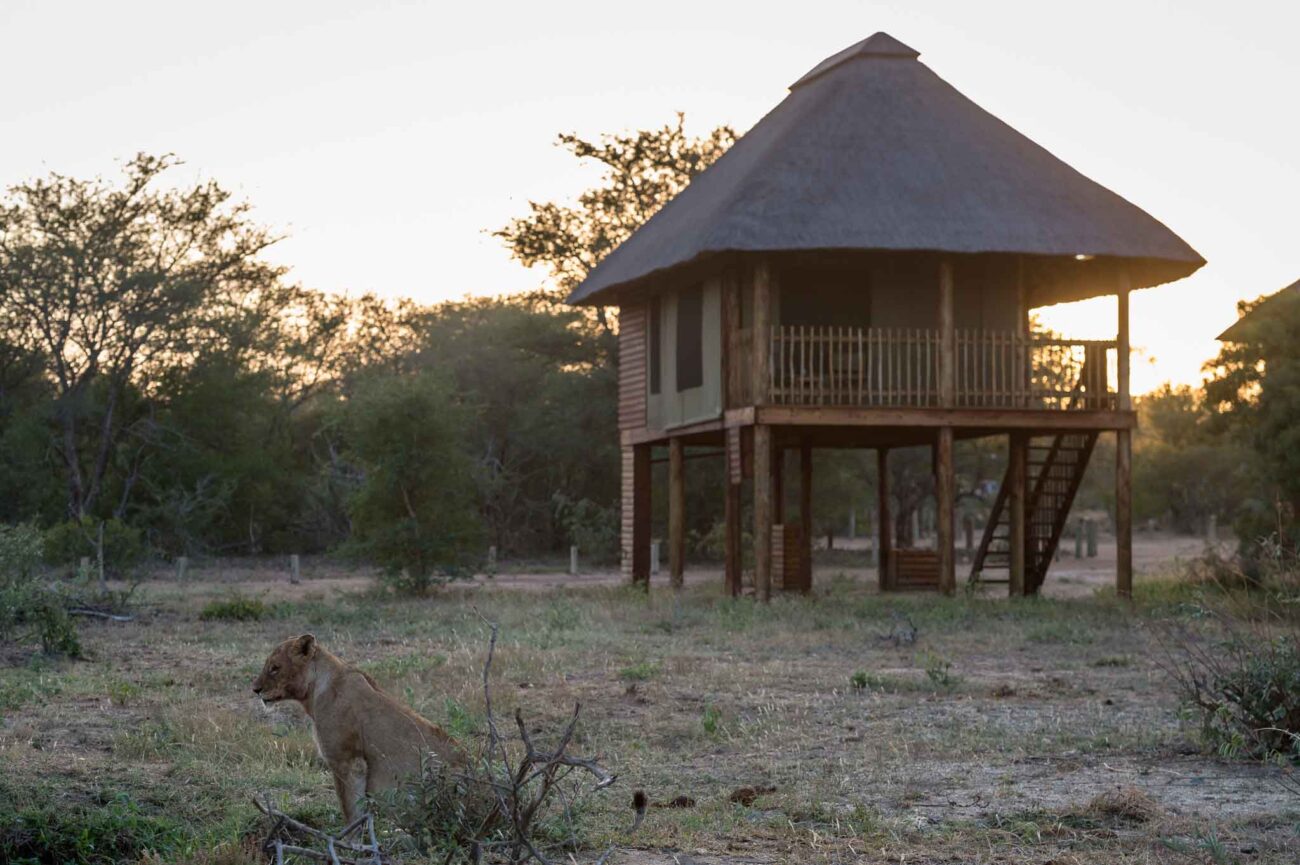 Lion sits in front of wooden thatch chalet in Kruger.