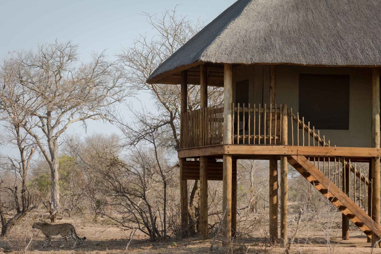 Cheetah walks past wooden chalet in dry savannah.