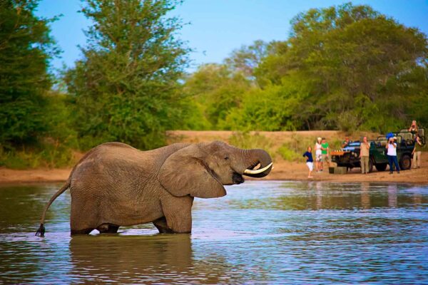 Tourists stand next to vehicle and watch elephant drinking water.