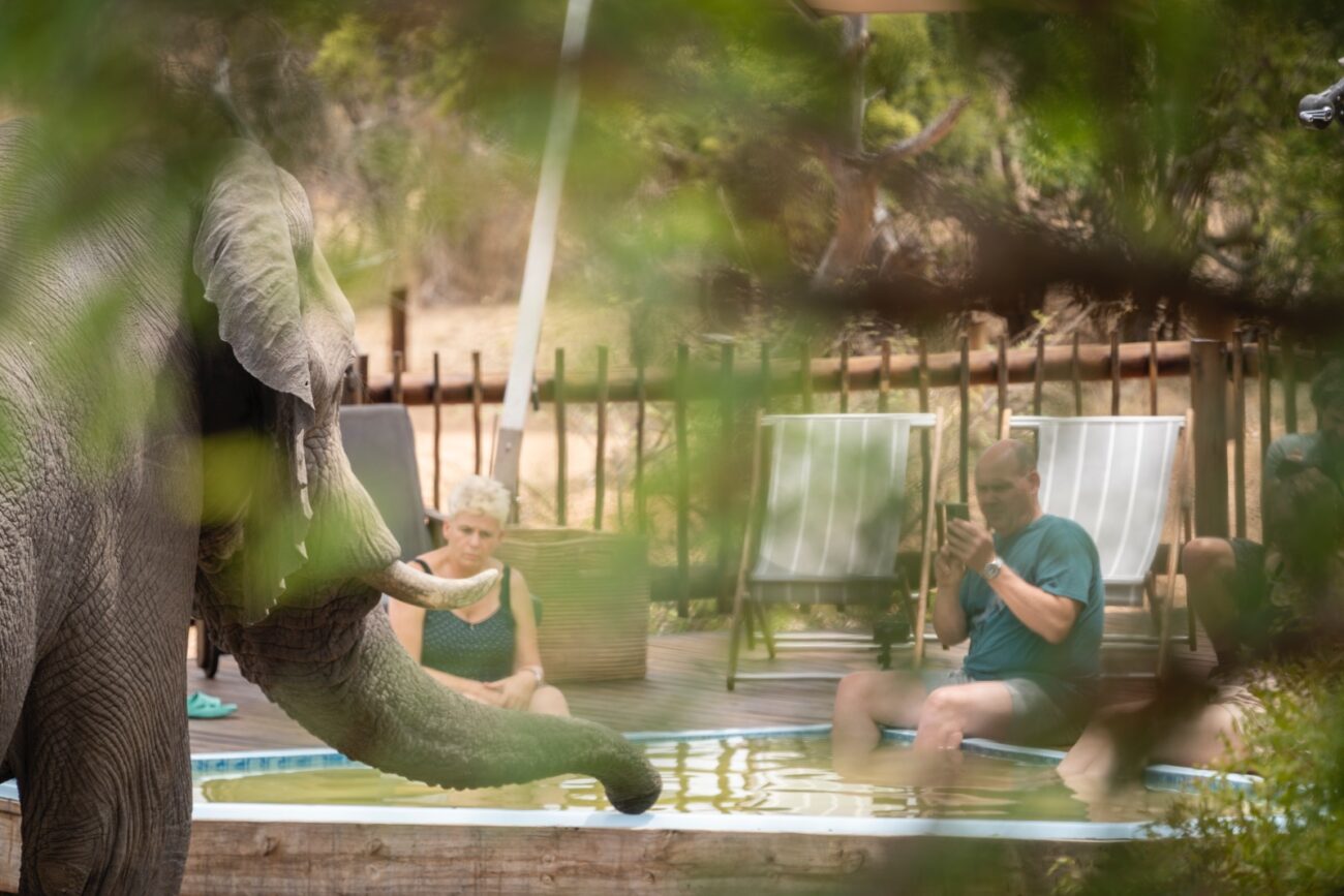 Man photographs elephant drinking water from pool while at safari lodge in Kruger.